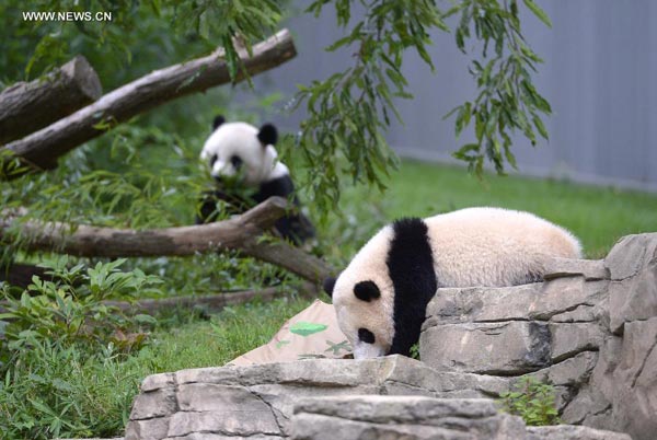 US zoo celebrates first birthday of panda Bao Bao
