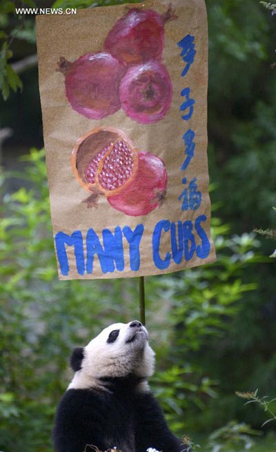 US zoo celebrates first birthday of panda Bao Bao