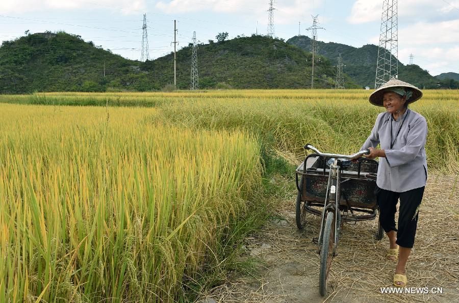 Scenery of rice fields in SW China's Yunnan