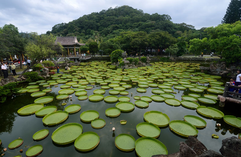 Aquatic plants exhibition attracts visitors in Taipei