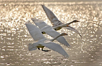 E China's wetland park further opens to tourists