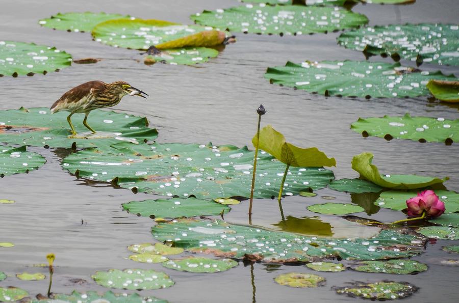 E China's wetland park further opens to tourists