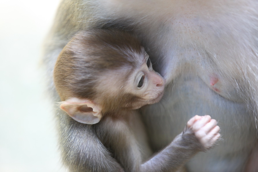 Nanwan Monkey Island in Hainan