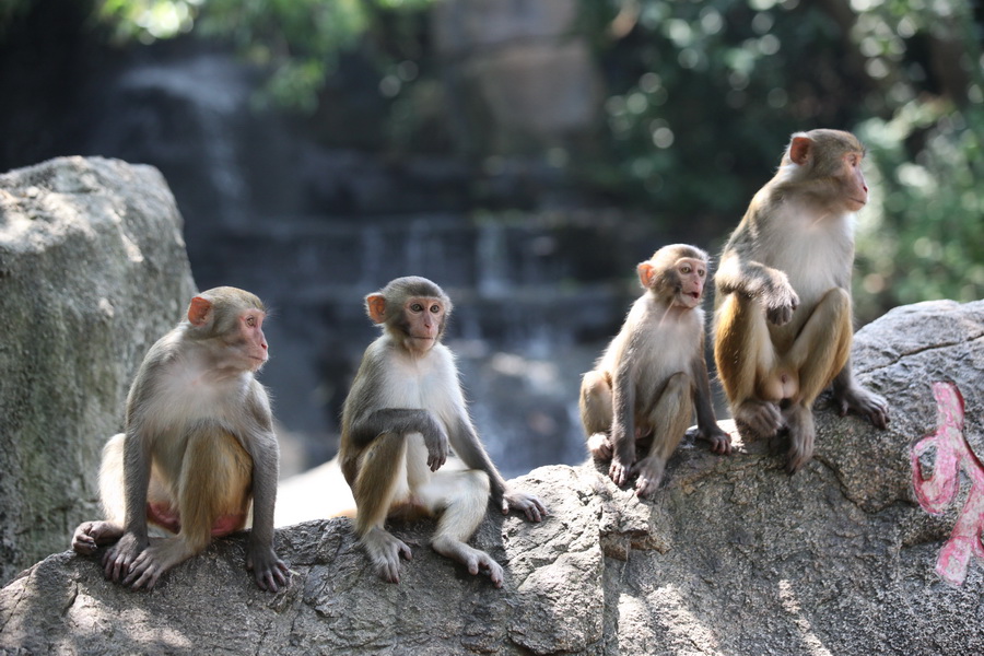 Nanwan Monkey Island in Hainan