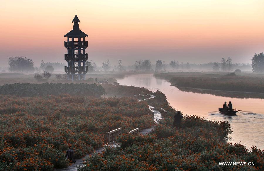 Marigold field scenery in Jiangsu