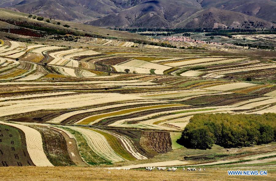 Scenery of terraced fields in N China's Zhangjiakou