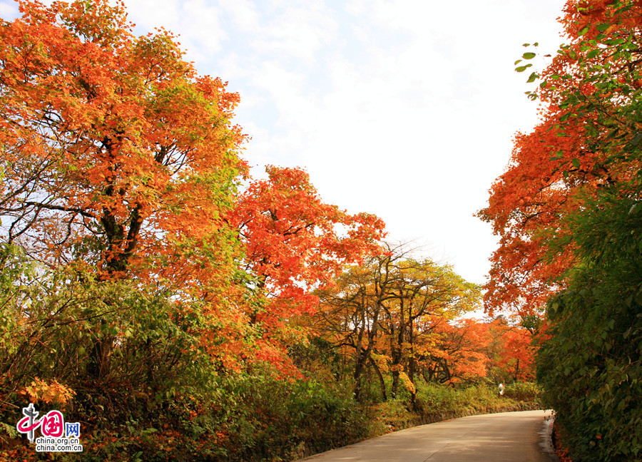 Colorful autumn of Emei Mountain