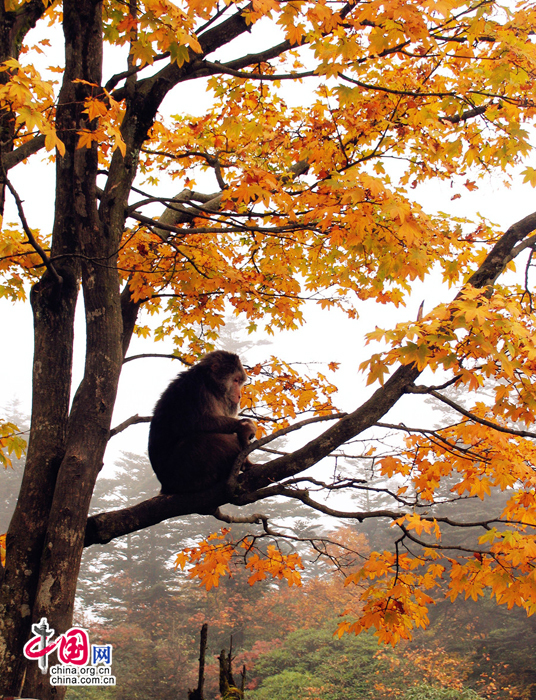 Colorful autumn of Emei Mountain