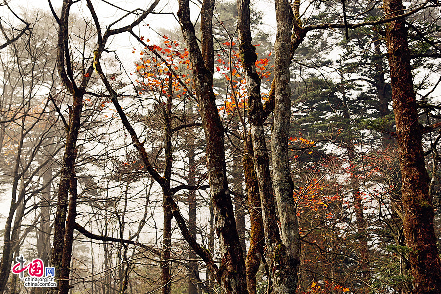 Colorful autumn of Emei Mountain