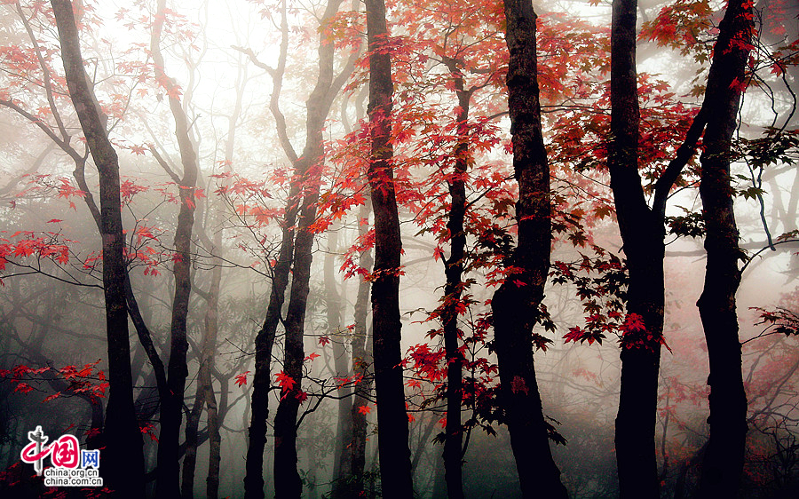 Colorful autumn of Emei Mountain