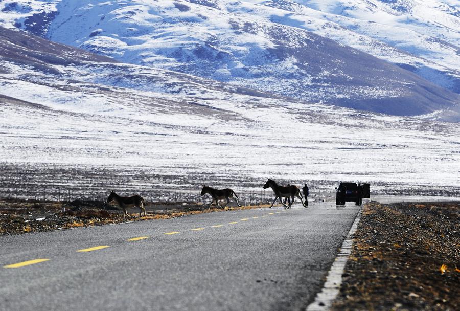 Ali in Tibet: Heaven for wild animals