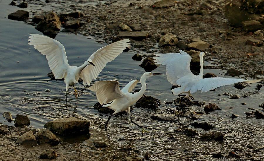 Let's go see birds in Geziwo Park, N China