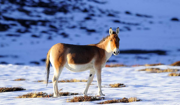 Tibet sees tourism boom