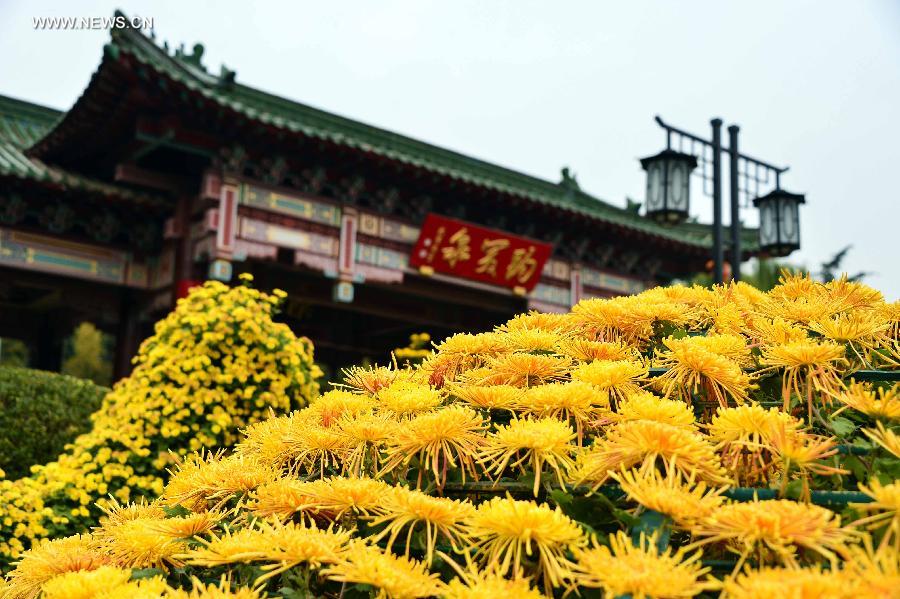 Colorful chrysanthemum at Baotu Spring Park in Jinan