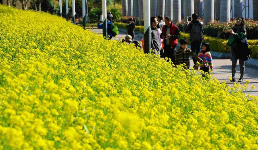 Canola flowers blossom in Xiamen