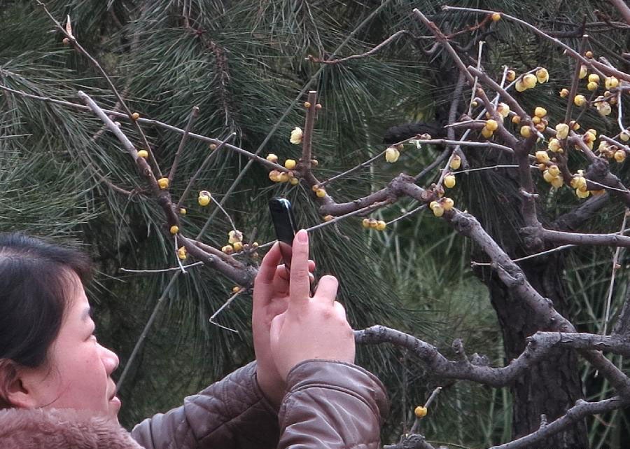 Wintersweet blossoms attract tourists at Baotuquan Park in Jinan