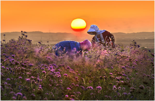 Lavender garden helps tourism to bloom