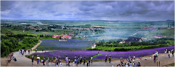 Lavender garden helps tourism to bloom