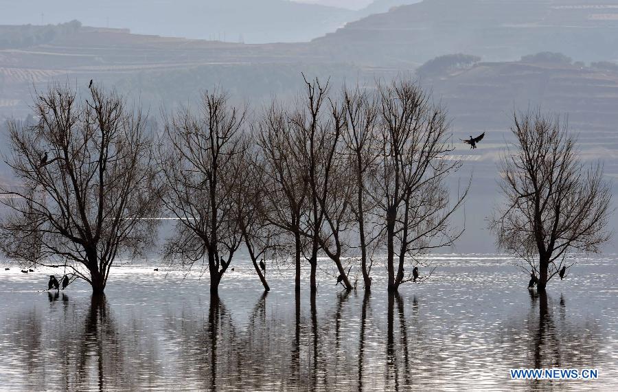 Migratory birds fly over Yunnan's National Nature Reserve