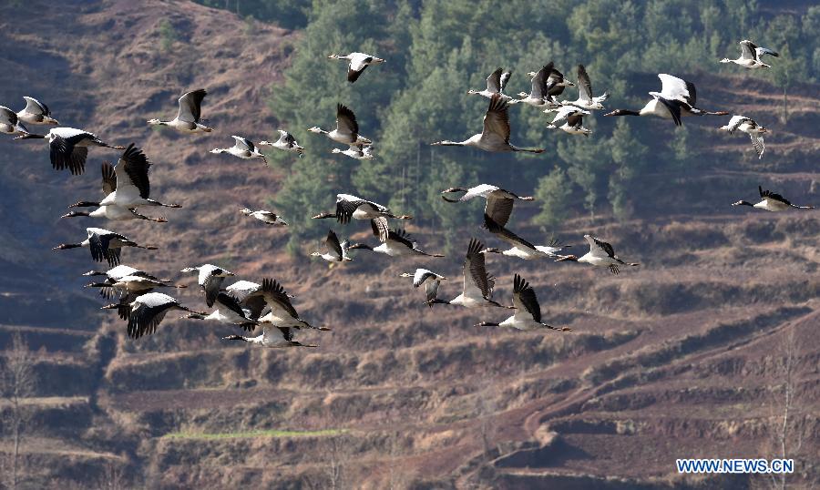 Migratory birds fly over Yunnan's National Nature Reserve