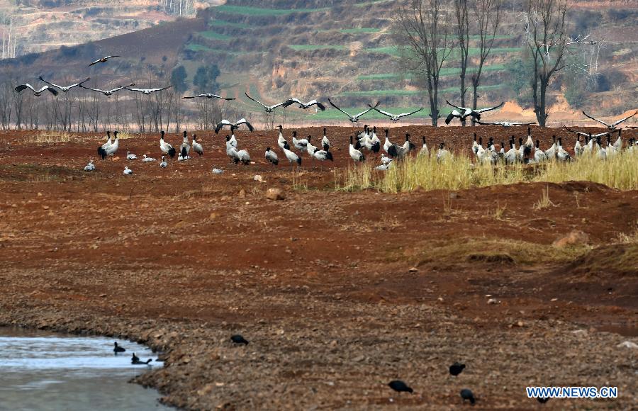 Migratory birds fly over Yunnan's National Nature Reserve