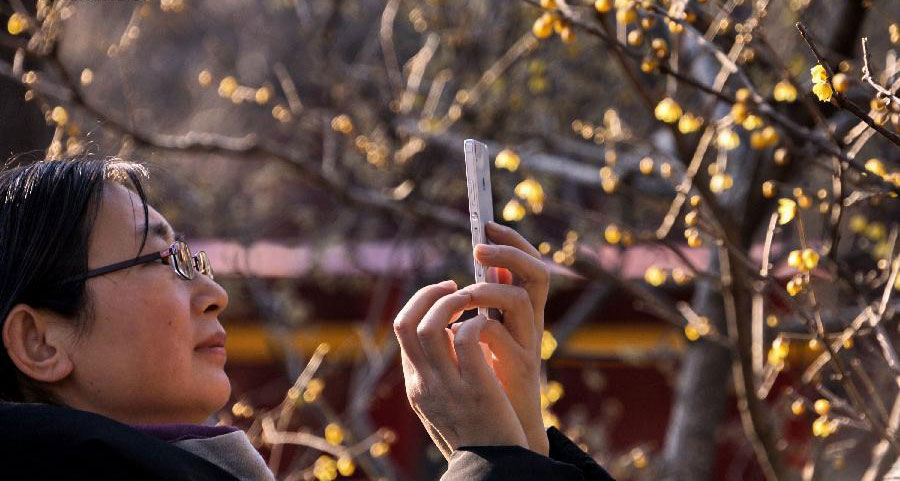 Wintersweets blossom in Beijing Botanical Garden