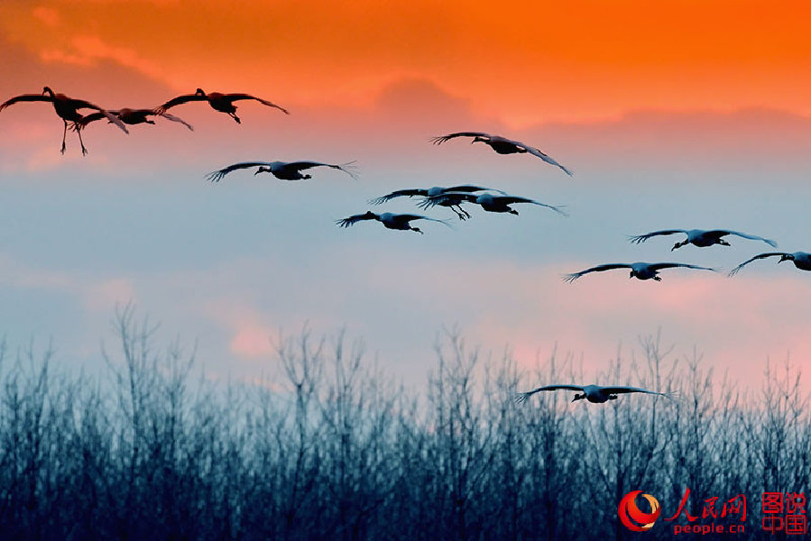 Come and watch red-crowned cranes in E China