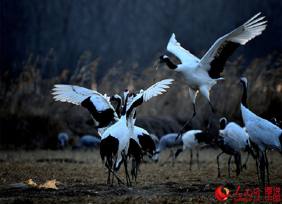 Come and watch red-crowned cranes in E China