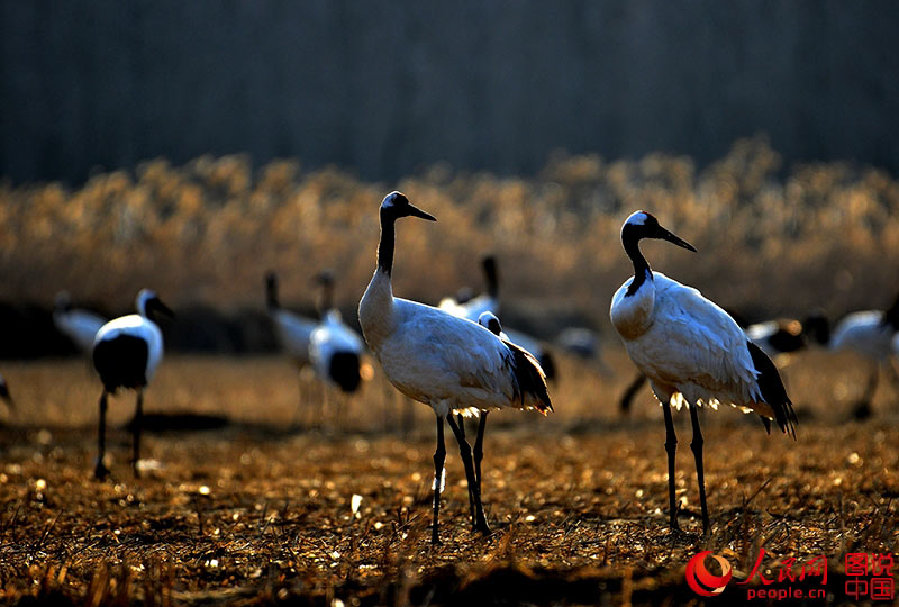 Come and watch red-crowned cranes in E China