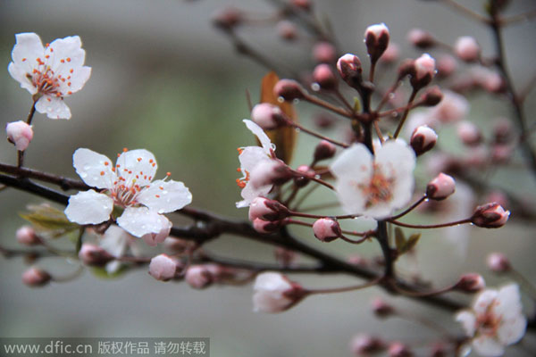 Early bloomers: Best times to view spring flowers in Beijing