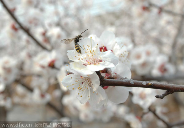 Early bloomers: Best times to view spring flowers in Beijing