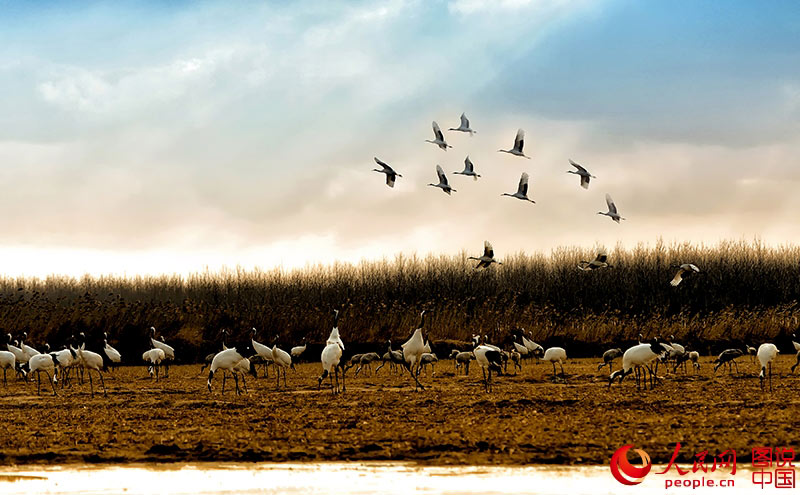 Red-crowned cranes in Yancheng