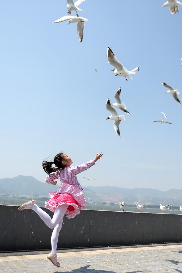 Black-headed gulls in Kunming start migrating to breed