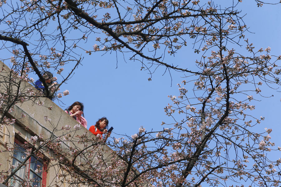 People flock to cherry blossoms at Wuhan University