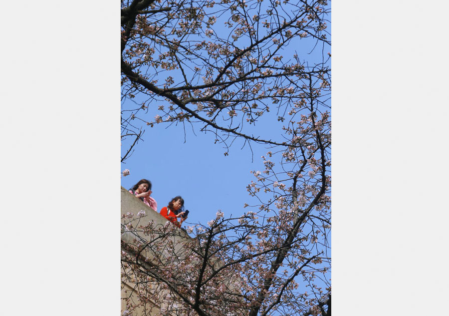 People flock to cherry blossoms at Wuhan University