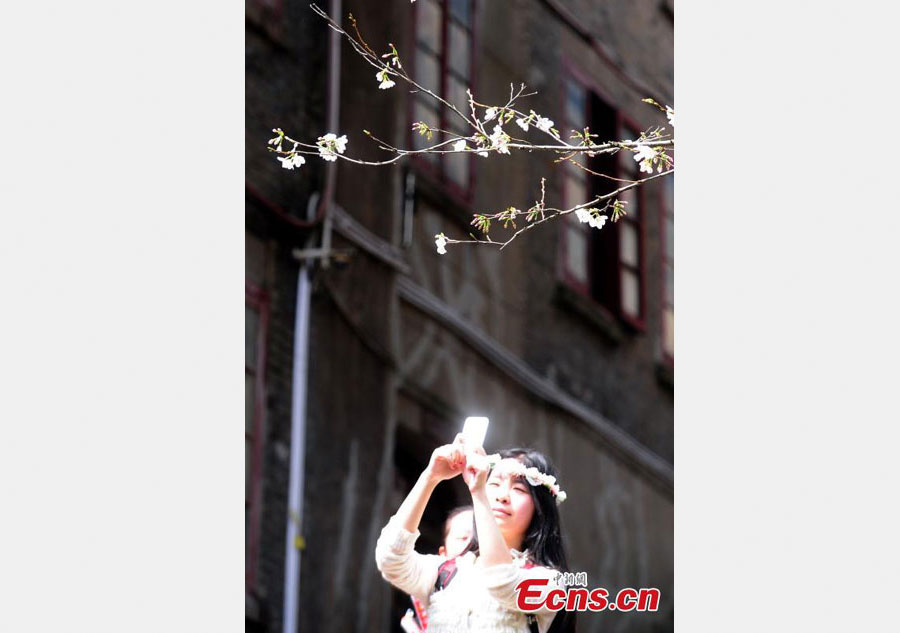 People flock to cherry blossoms at Wuhan University