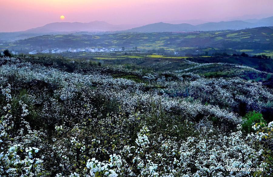 Pear flowers in full bloom