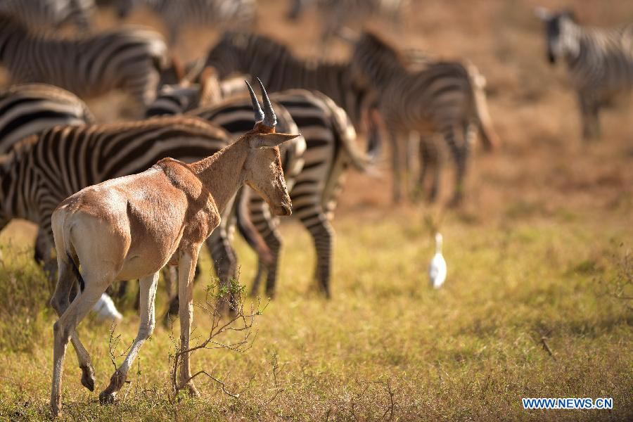 In pictures: Kenya's Nairobi National Park