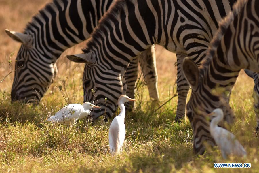 In pictures: Kenya's Nairobi National Park