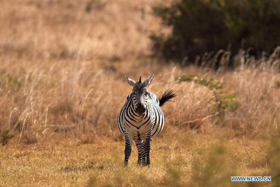 In pictures: Kenya's Nairobi National Park