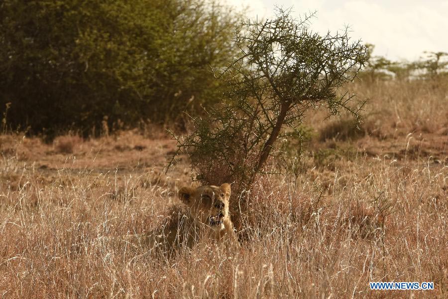 In pictures: Kenya's Nairobi National Park