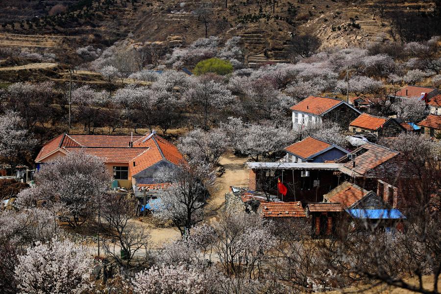 Scenes of cherry trees in blossom in Shandong