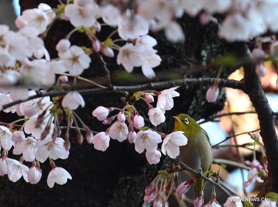 Enjoy blooming sakura in Tokyo