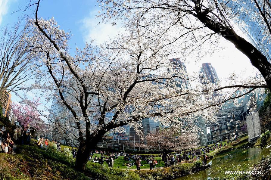 Enjoy blooming sakura in Tokyo