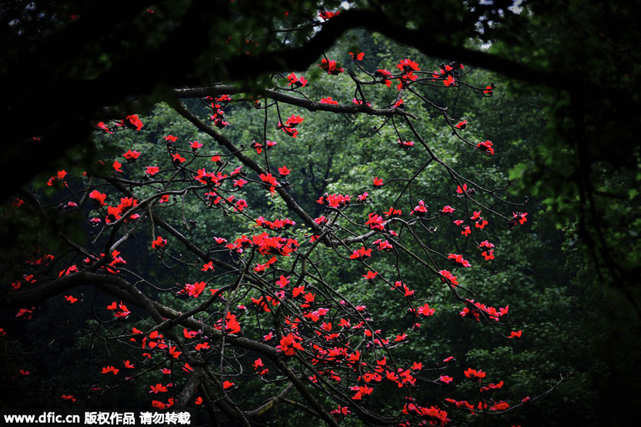 Red kapok flowers, as red as fire