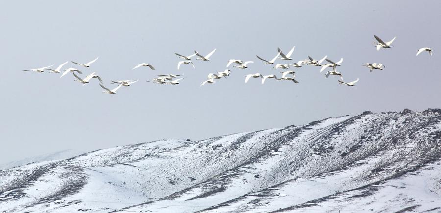 Hundreds of whooper swans arrive at Ertix River