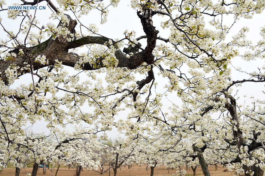 Pear blossoms at forest park in Shandong
