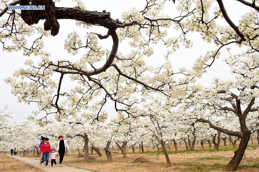 Pear blossoms at forest park in Shandong