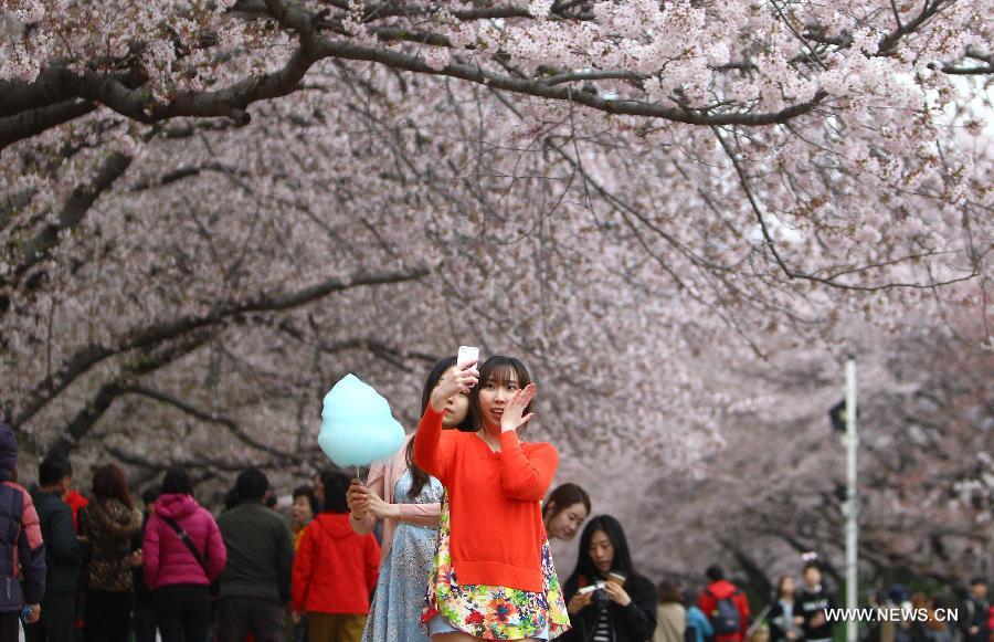 Chinhae Cherry Blossom Festival kicks off in South Korea