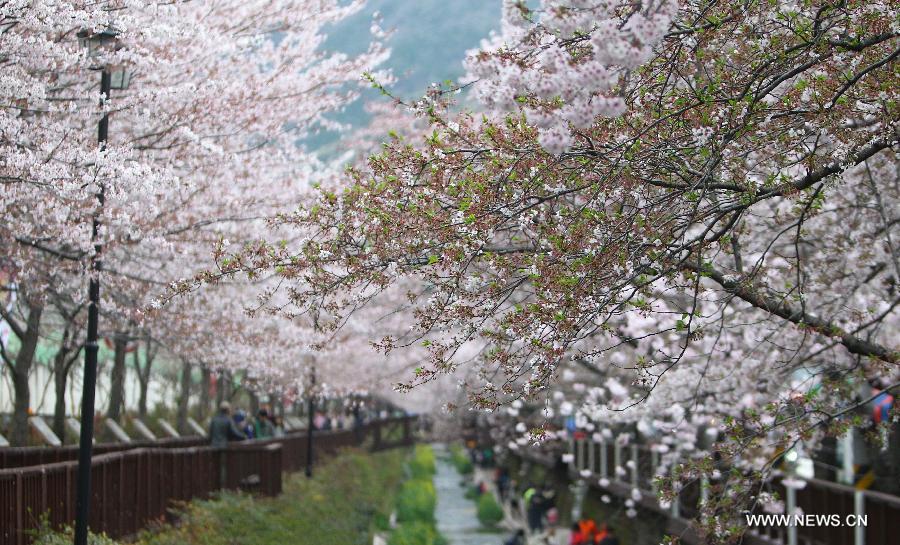 Chinhae Cherry Blossom Festival kicks off in South Korea